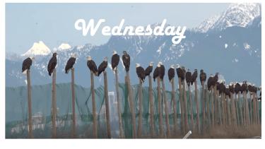 Wednesday Announcements Eagles in a row